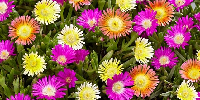 Baldur-Garten: 30% auf den teuersten Artikel